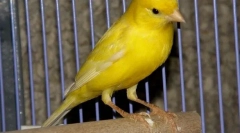 Koliko let lahko živijo cers